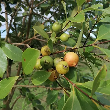 Kwatera prywatna Espaco Roteiro De Mimos