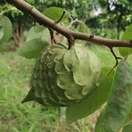Espaco Roteiro De Mimos * São Vicente Ferreira