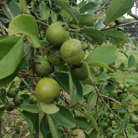 Kwatera prywatna Espaco Roteiro De Mimos *