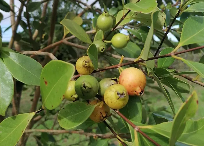 Homestay Espaco Roteiro De Mimos