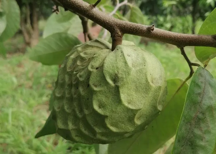 Espaco Roteiro De Mimos * São Vicente Ferreira