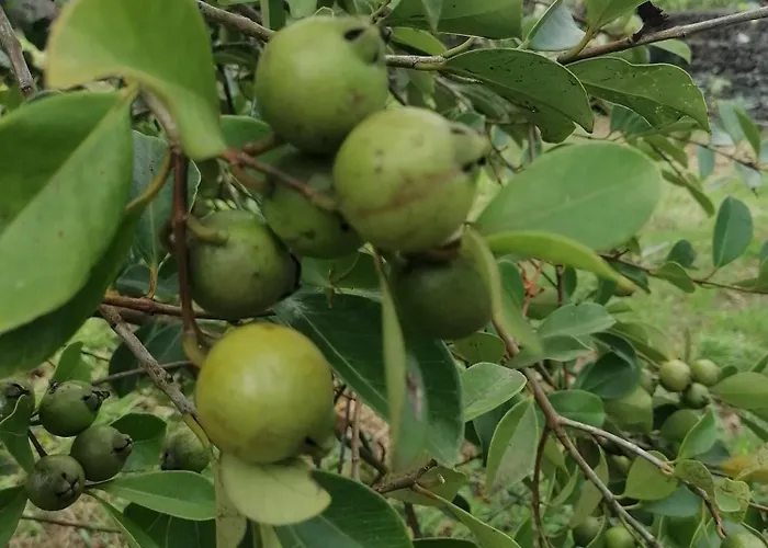 홈스테이 Espaco Roteiro De Mimos *