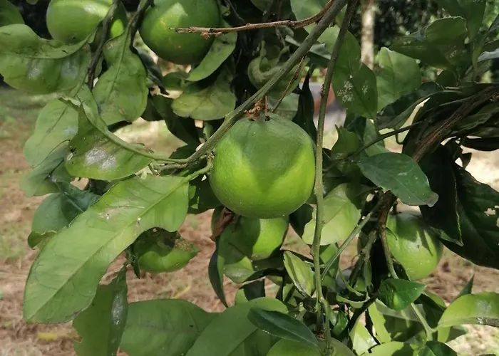 홈스테이 Espaco Roteiro De Mimos *